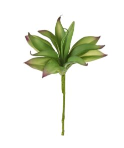 12 Aloe Vera Pick