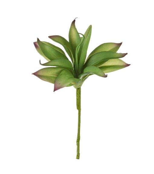 12 Aloe Vera Pick