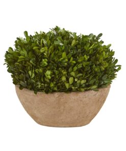 12 Boxwood Preserved Plant in Brown Planter