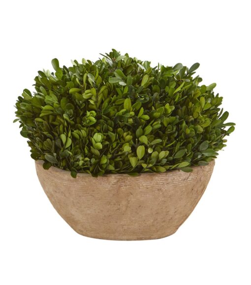 12 Boxwood Preserved Plant in Brown Planter