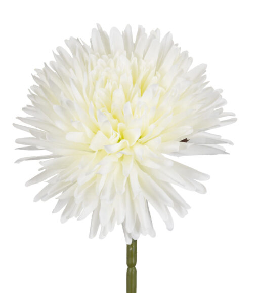 27 White Dandelion Stem - Image 2