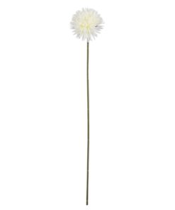 27 White Dandelion Stem