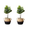 3' Fiddle Leaf Tree With Black Planter DIY Kit 2ct