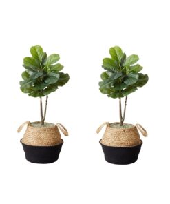 3' Fiddle Leaf Tree With Black Planter DIY Kit 2ct