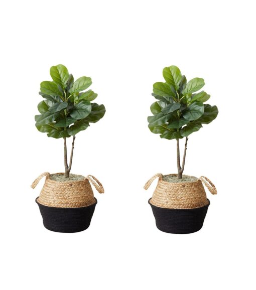3' Fiddle Leaf Tree With Black Planter DIY Kit 2ct