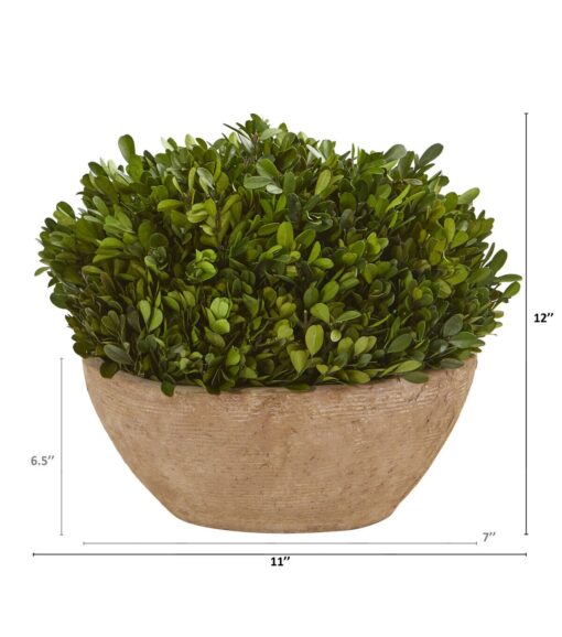 12 Boxwood Preserved Plant in Brown Planter - Image 2