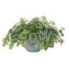 Watermelon Peperomia Plant in Green
