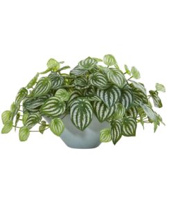 Watermelon Peperomia Plant in Green