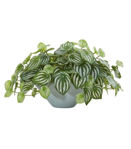 Watermelon Peperomia Plant in Green