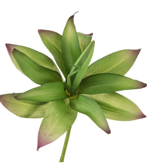 12 Aloe Vera Pick - Image 2